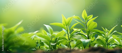 Vibrant Green Foliage Close...