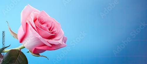 Elegant Pink Rose Blossom C...