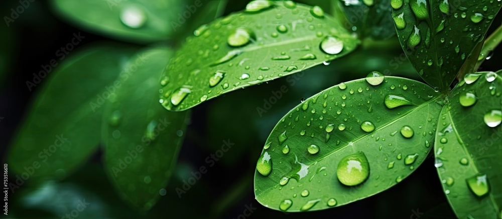 Macro Shot of Dew Drops on Green Leaf Sparkling in Sunlight, Nature's Elegance Close-Up