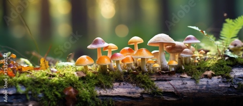 Enchanting Fungi Forest: Di...