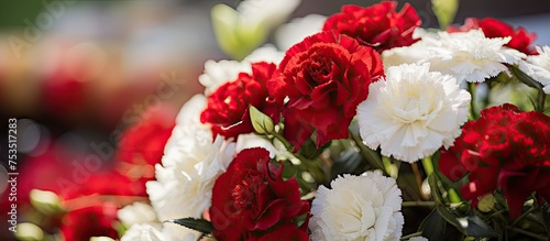 Vibrant Red and White Bloom...