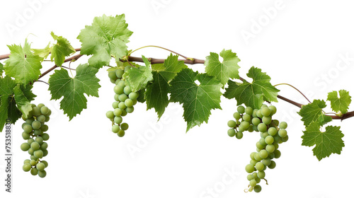 photo of grapes on vine, grapevine isolated on transparent photo