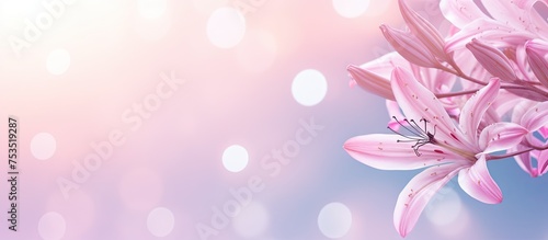 Radiant Pink Lily Blossoms ...