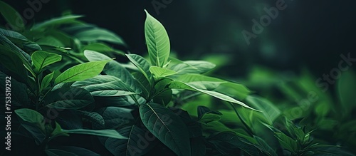 Vibrant Green Leaves Wallpa...