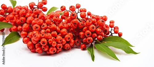 Vibrant Red Berries Surroun...