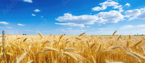 Vast Majestic Wheat Field U...