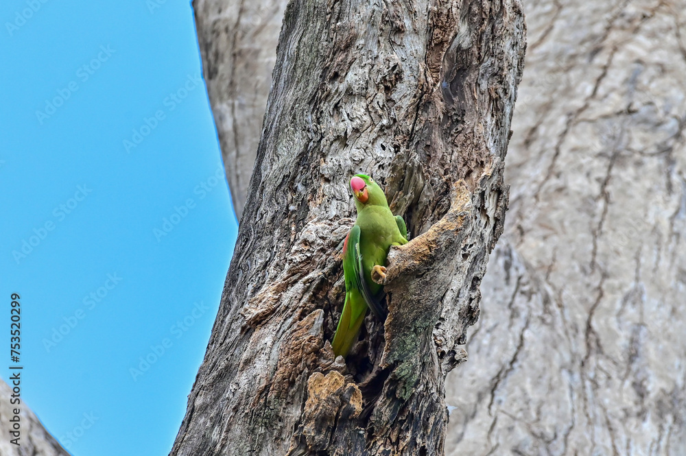 Psittacula eupatria . Alexandrine patakeet, Large Parakeet, birds nearing extinction on Dipterocarpus alatus roxb, in Nonthaburi, Thailand
Psittacula eupatria . Alexandrine patakeet, Large Parakeet, birds nearing extinction on Dipterocarpus alatus roxb, in Nonthaburi, Thailand