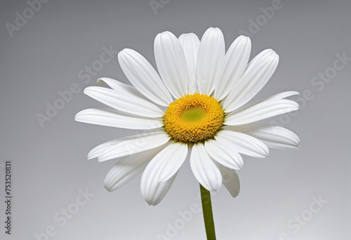 a white daisy flower isolated on a transparent background