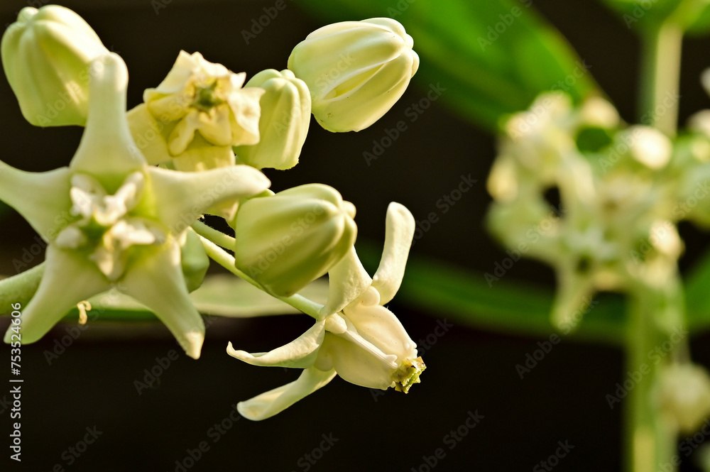 Fototapeta premium Blooming white Calotropis gigantea, crown flower, Giant milkweed, Milk weed, Giant Indian milk, Tembega