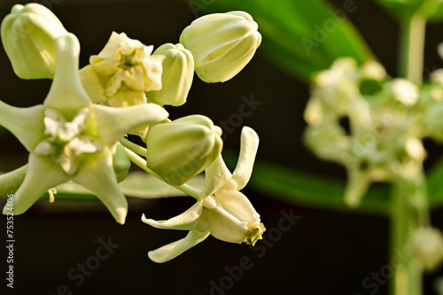 Blooming white Calotropis gigantea, crown flower, Giant milkweed, Milk weed, Giant Indian milk, Tembega