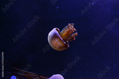 underwater photos of jellyfish Rhopilema esculentum  Flame jellyfish