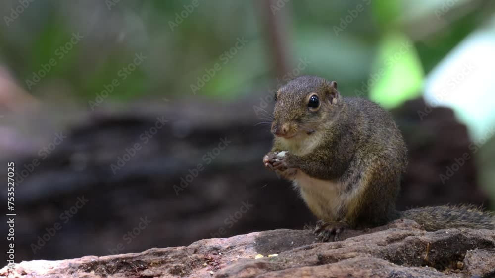 Nature wildlife image of Bornean Mountain Ground Squirrel on deep jungle forest. Nature wildlife image of Bornean Mountain Ground Squirrel on deep jungle forest.