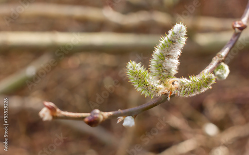 Willow branch, first spring buds