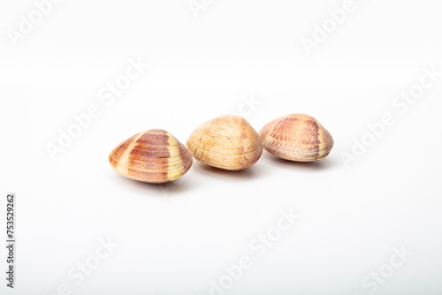 Plump Galician clams, pristine on a white canvas