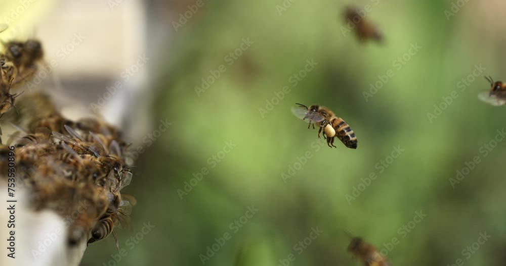Super slow motion of hard working swarm of bees flying during nectar collecting in honeycombs for making organic bio honey in hive at green ecological agricultural beekeeping natural production farm. Super slow motion of hard working swarm of bees flying during nectar collecting in honeycombs for making organic bio honey in hive at green ecological agricultural beekeeping natural production farm.