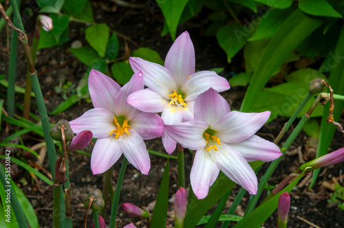 Sydney Australia  flowering zephyranthes robusta or pink rain lily