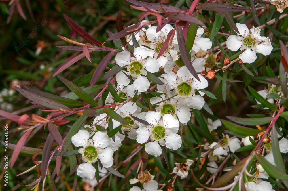 Φωτογραφία Sydney Australia, Leptospermum madidum is a species of shrub or small tree with weeping branches, smooth bark, pale green linear leaves, small white flowers