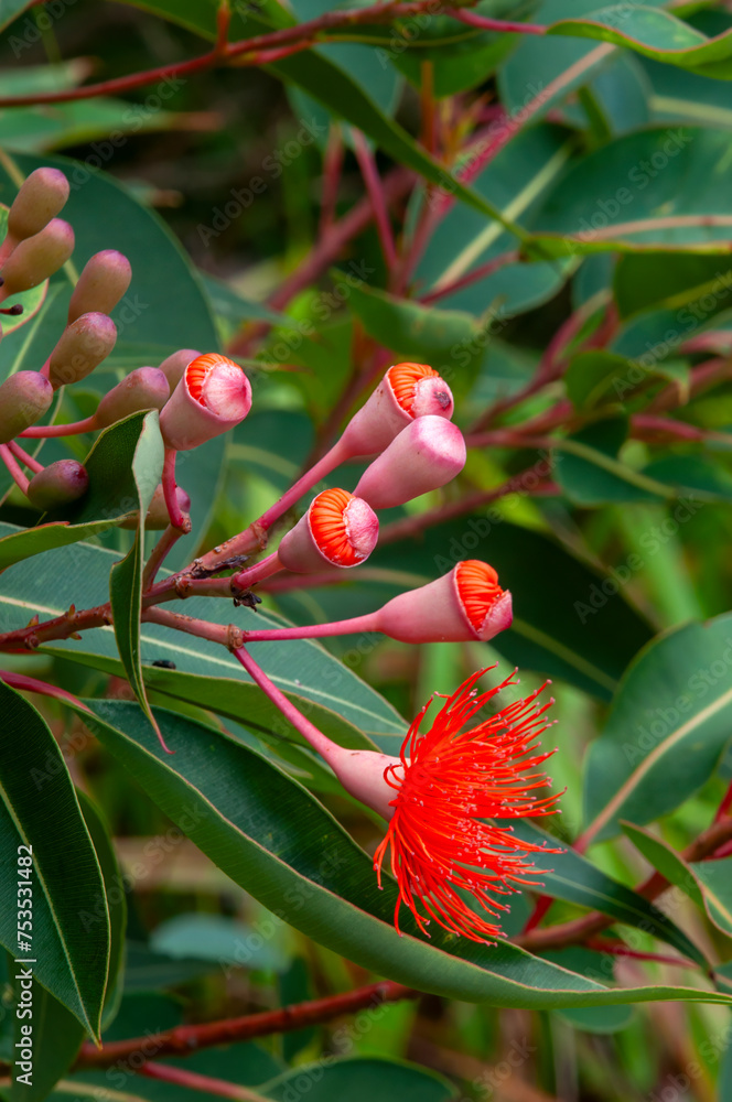 Φωτογραφία Sydney Australia, flowers and buds of a corymbia ficifolia 'Baby Orange' tree
