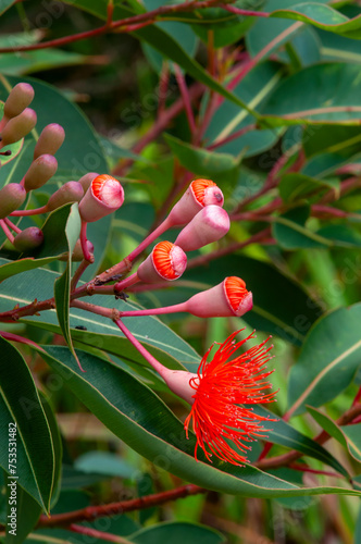 Sydney Australia, flowers and buds of a corymbia ficifolia 'Baby Orange' tree