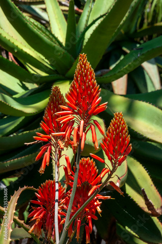 Sydney Australia, flower heads of a Aloe cryptopoda plant