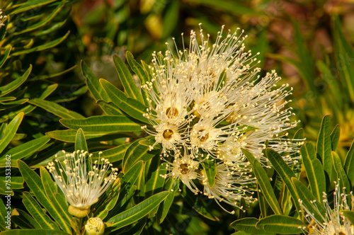 Sydney Australia, flowers of a Xanthostemon verticillatus or Little Penda an australian native