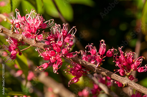 Sydney Australia, pink flowers of a native melicope rubra or little evodia tree with blurred background