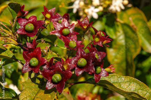 Sydney Australia, fruit of the Clerodendrum floribundum or lolly bush native to Australia and New Guinea