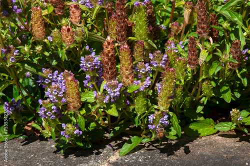 Sydney Australia,  garden bed of flowering prunella vulgaris or common seal-heal