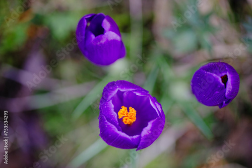 Purple crocuses in the spring garden