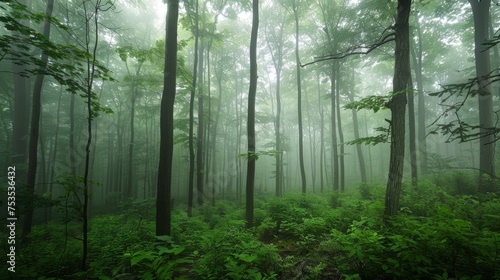 Misty forest morning, serene and mysterious.