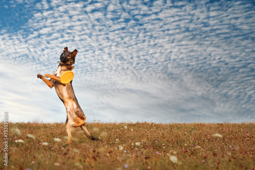A dog of the breed German Shepherd, Belgian Shepherd, Malinois, plays in a field, in a meadow in the summer, jumps high against the sky. The concept of a healthy lifestyle, for a website, article. © natabook2015