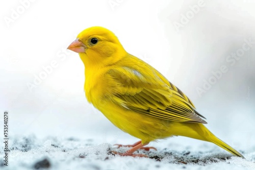 Yellow canary bird standing on snowy ground