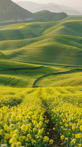A long-range photo captures the vast expanse of empty yellow-green fields in spring, with a young Asian girl standing amidst the vastness