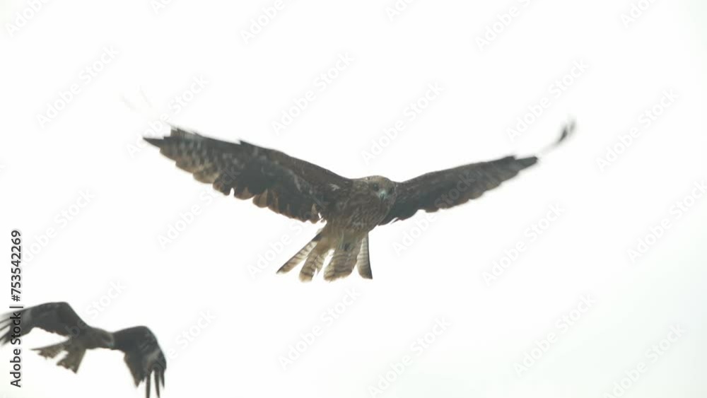 Flying kite in kyoto Japan.空飛ぶ鳶