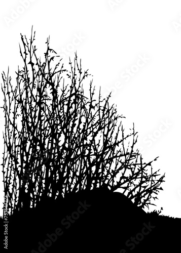 Vector drawing. The thorn bushes