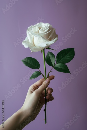 The beauty of a white rose captured in a person s hand