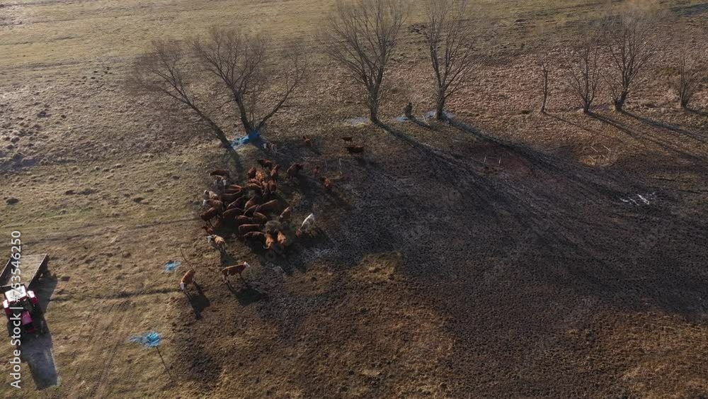 Flying above grazing cows on a farmland, tree shadows on meadow, aerial view Flying above grazing cows on a farmland, tree shadows on meadow, aerial view