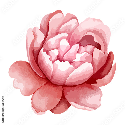 Watercolor peony head for floral design. Flower, bud. Vector watercolor peonies
