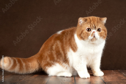 фотографія beautiful exotic shorthair cat sits on dark brown studio background