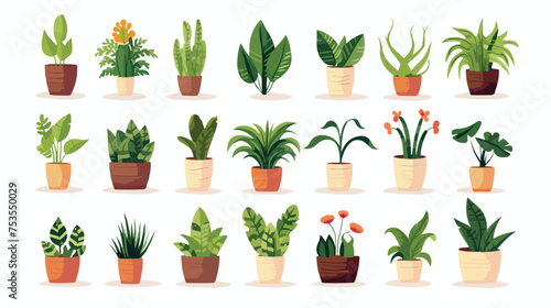 Potted plants for home and garden