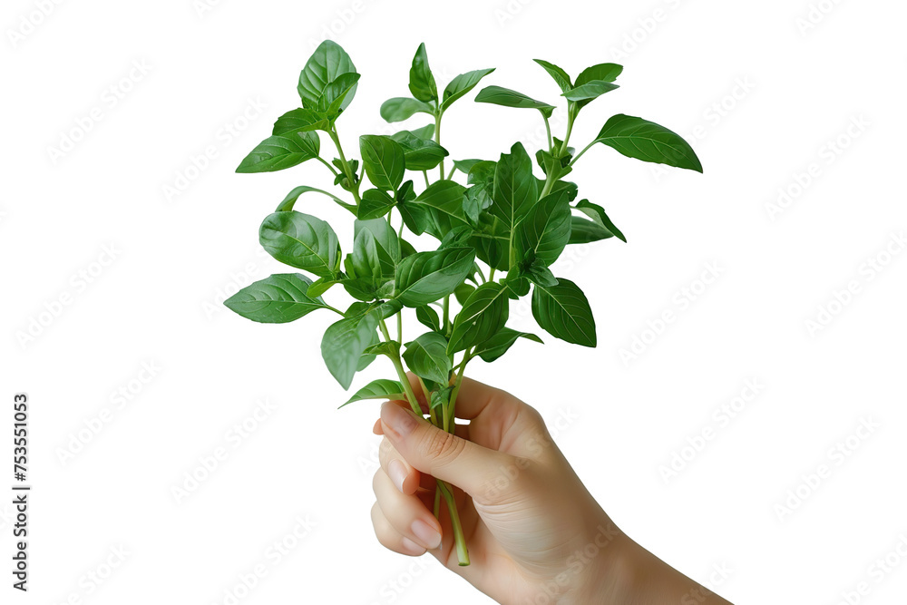 A plant in your hand A plant in your hand