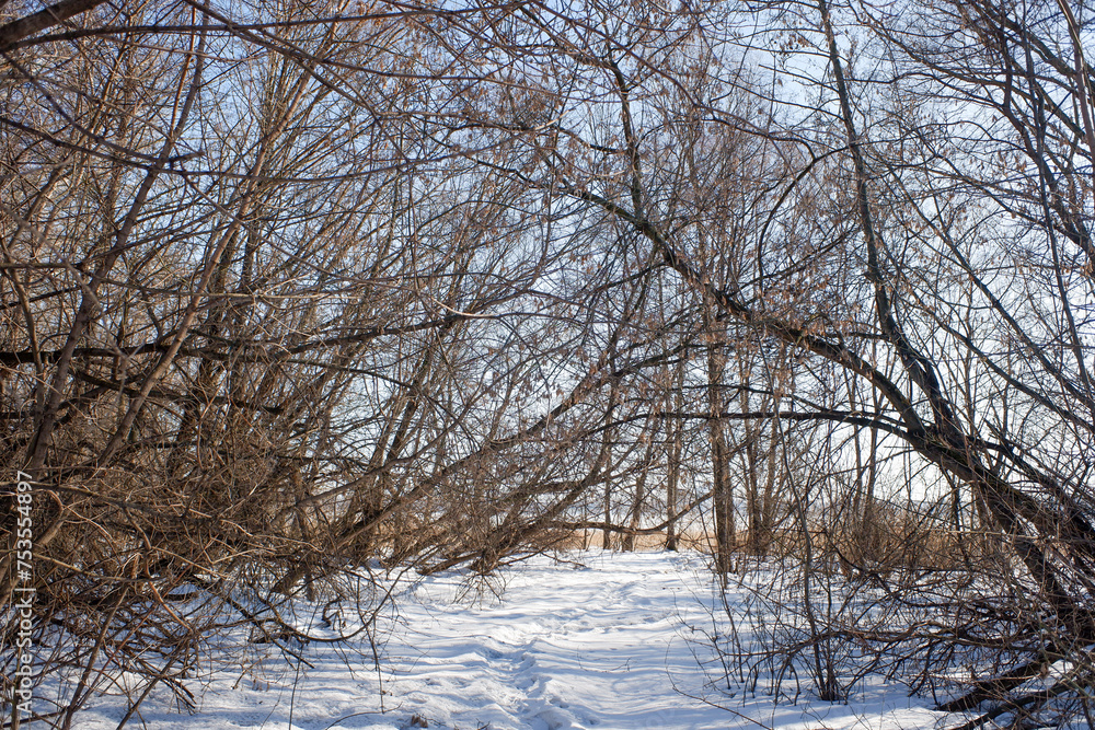 Nature in winter tree branches cover winter country road Nature in winter tree branches cover winter country road