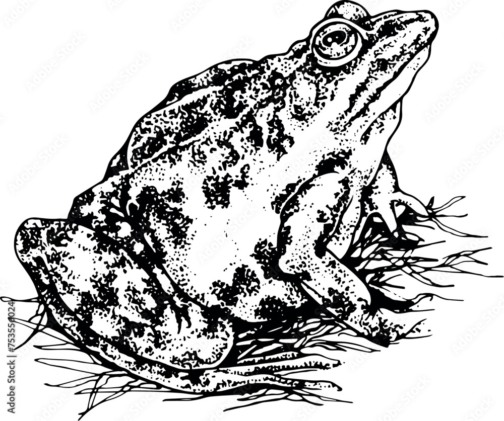 Fototapeta premium Outline drawing. A frog sits in the grass. The character raised her head up. Dot drawing technique.