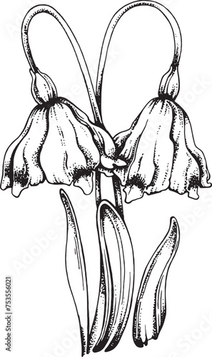 Outline drawing. Two flowers. Plant in nature. Flowers with drooping heads grow in the ground. Dotted drawing technique. The flower heads are lowered down.