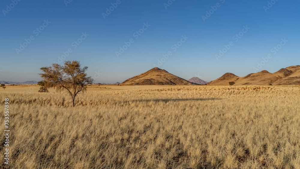 Naklejka premium huge sand dunes in the Namib Desert with trees in the foreground of Namibia