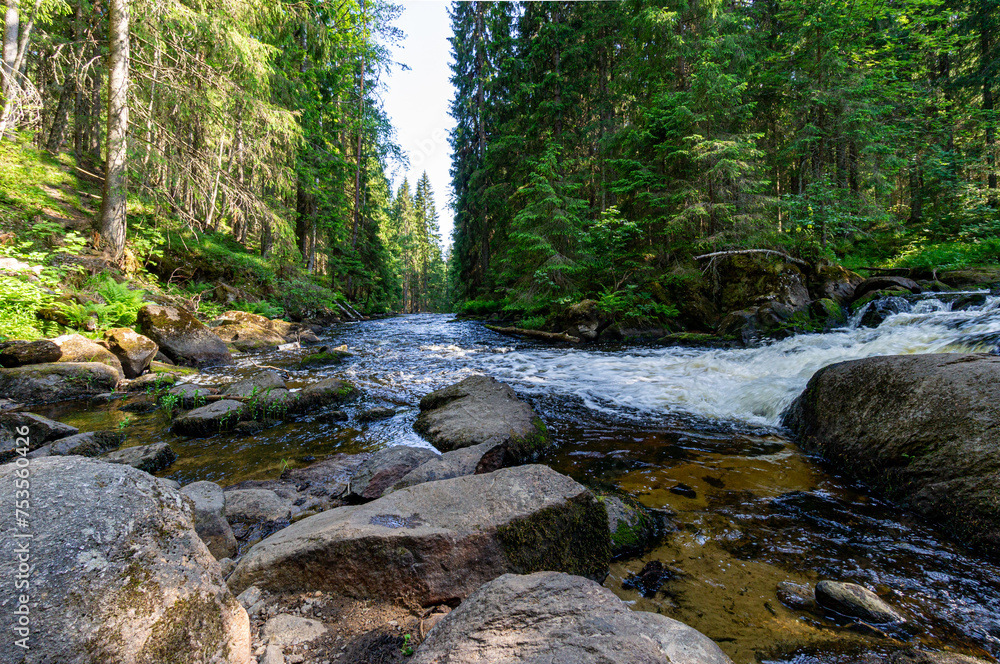 Obraz premium A variety of summer forest landscapes with rivers.