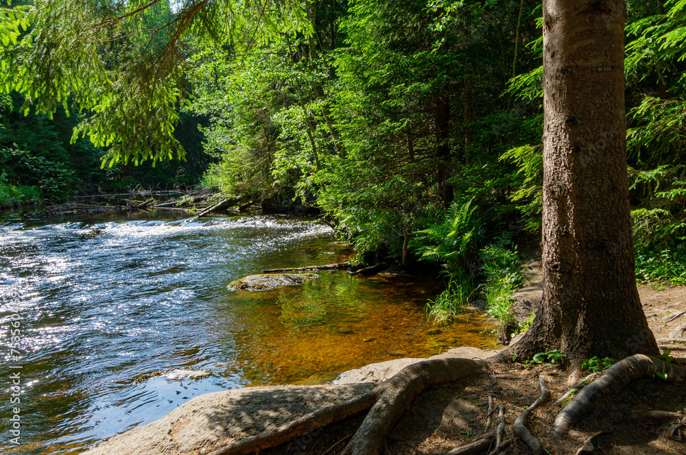 Obraz premium A variety of summer forest landscapes with rivers.