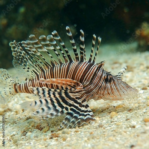 the distinctive fins and striped on a lion fish