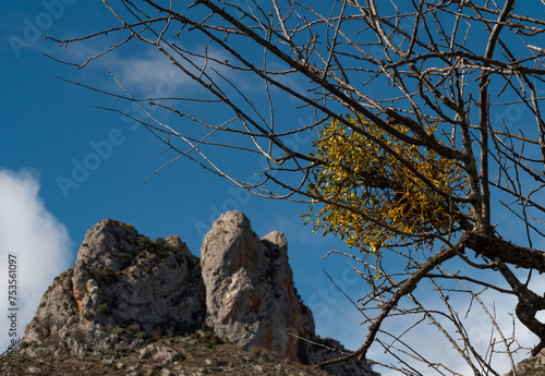 Close-up of mistletoe in the trees at the mountains
