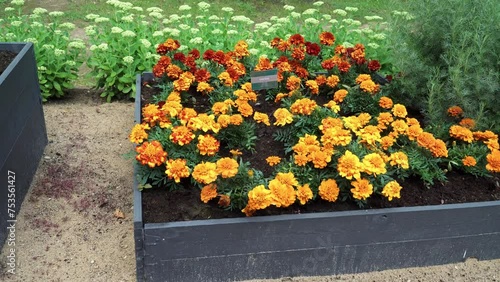 Planted in a wooden garden box, flowering French marigold (Latin: Tagetes patula) plants are exhibited with an inscription in Latvian: the type of smart decorative plantings for landscape design. photo